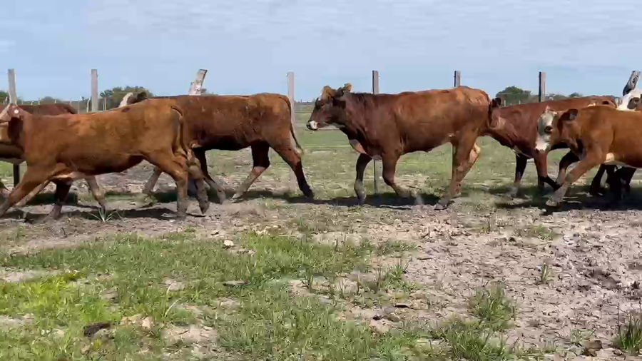 Lote 90 Terneras en Corrientes, Sauce