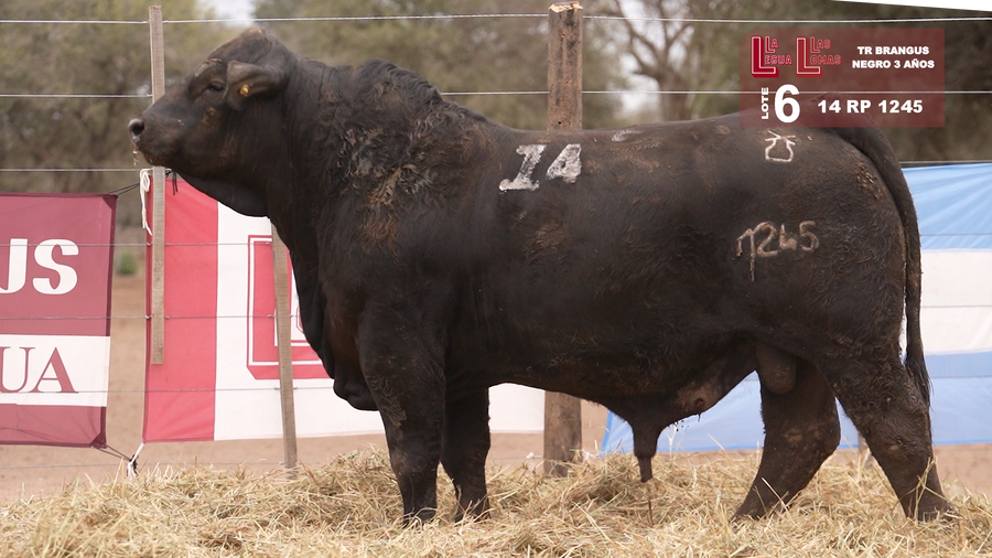 Lote BRANGUS NEGRO 3 AÑOS