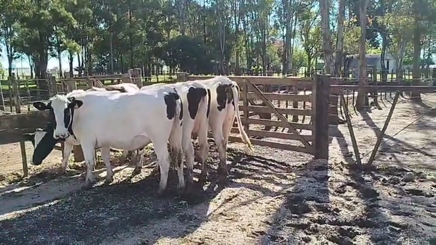 Lote 4 Vaquillonas  a remate en Pantalla Camy 480kg - , San José