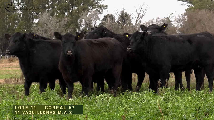 Lote VAQUILLONA M.A.S.