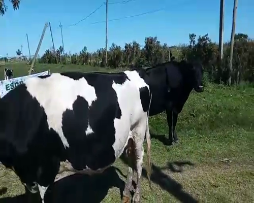 Lote 2 Vaca HO Y KIWI a remate en Remate Elite por Pantalla de Ganado Lechero 450kg - , San José