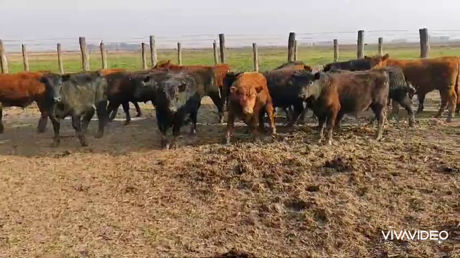 Lote 30 Novillitos en Brandsen, Buenos Aires