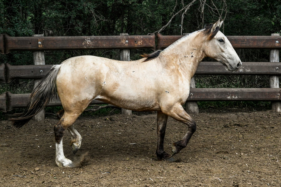 Lote TINAJERA SECA GRANDE