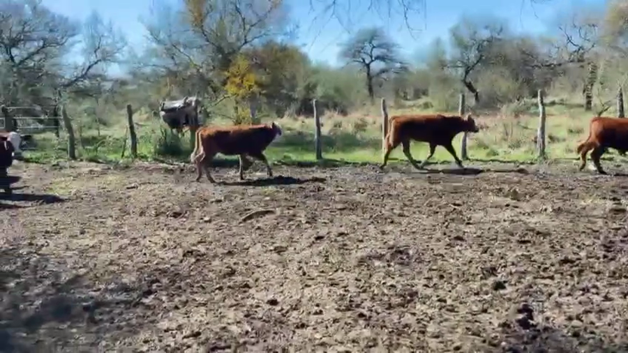 Lote 21 Terneros en Entre Ríos, Federal