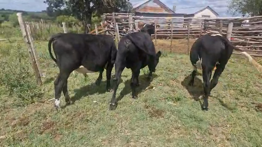 Lote 3 Terneros a remate en Pantalla Camy - Aniversario 31 Años, San José