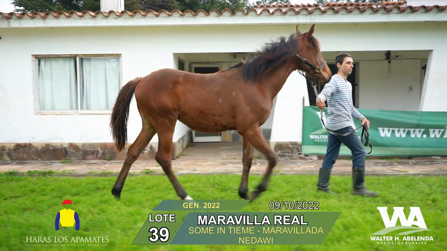Lote MARAVILLA REAL