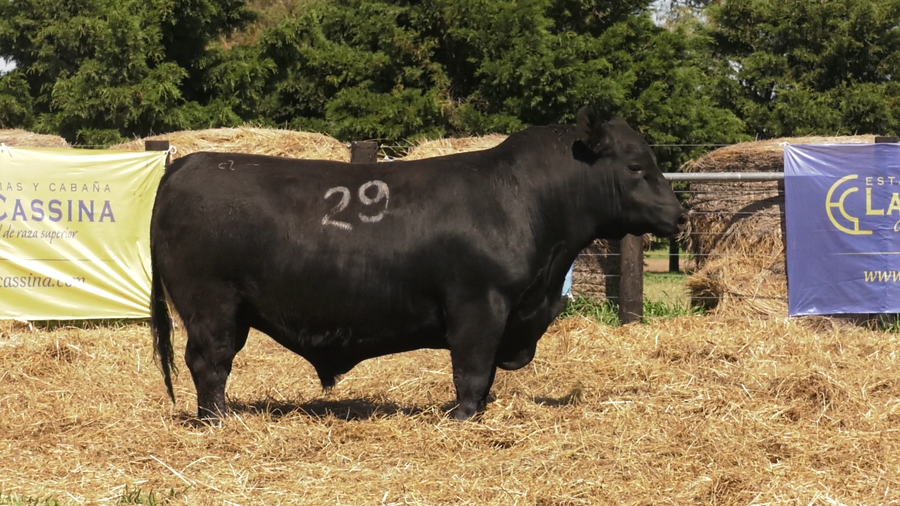 Lote TOROS ANGUS PURO CONTROLADO