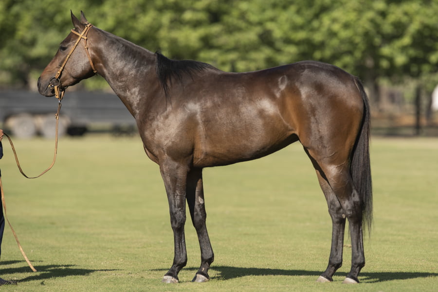 Lote TAITA METICHE - T/E (DOLFINA EL CUCUMELO - TAITA GOSSIP GIRL)