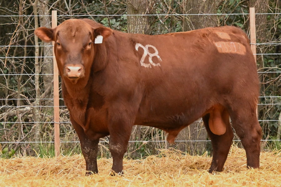 Lote TOROS ANGUS PC