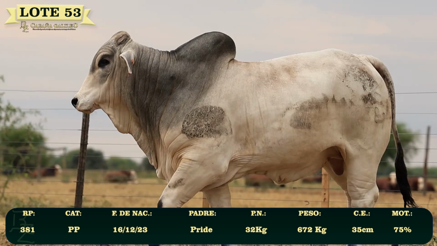 Lote LOTE 53