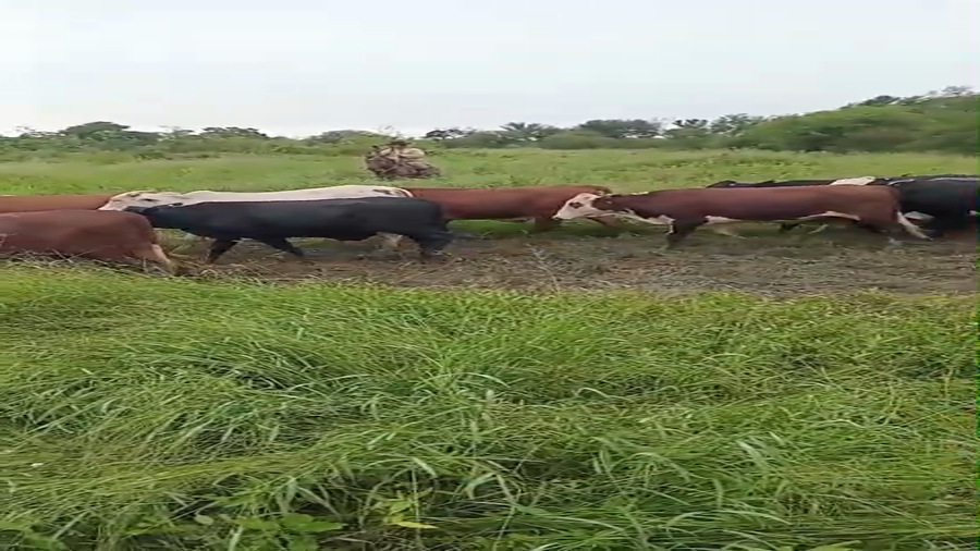 Lote 40 Novillos en Formosa, Villa Gral. Güemes