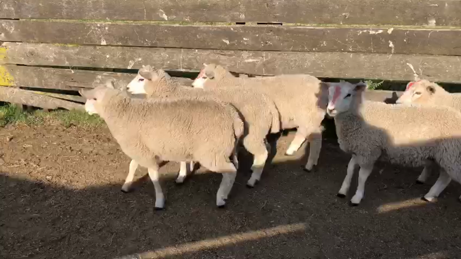 Lote 5 Corderos Texel