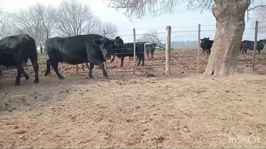 Lote 21 Vacas CUT preñadas