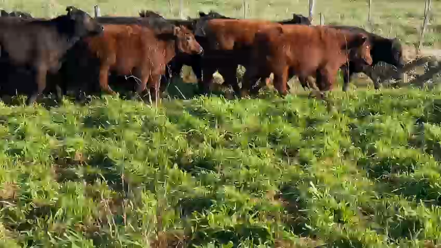 Lote 70 Terneros en Dolores, Buenos Aires