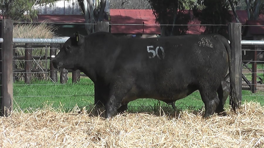 Lote TOROS ANGUS PUROS CONTROLADOS