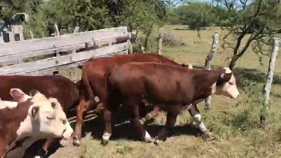Lote 32 Terneros