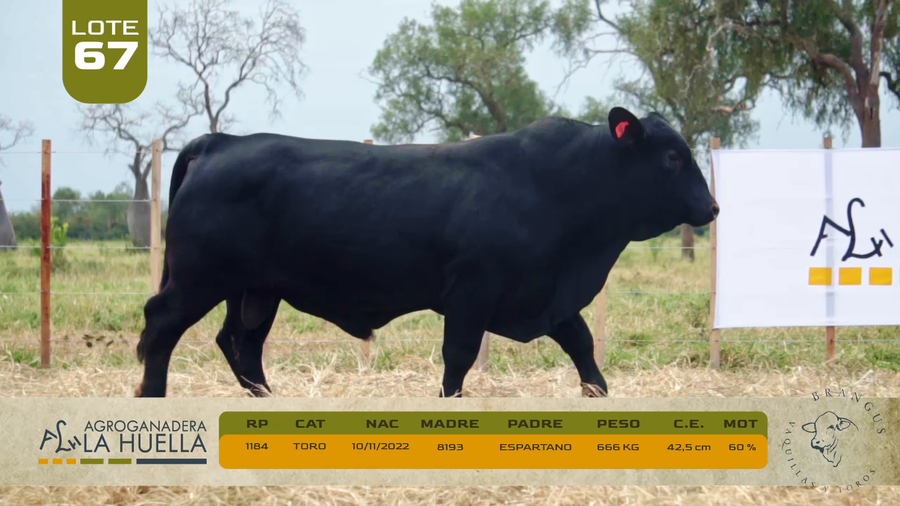 Lote LOTE 67