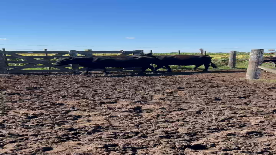 Lote 154 Vacas C/ gtia de preñez en Balcarce