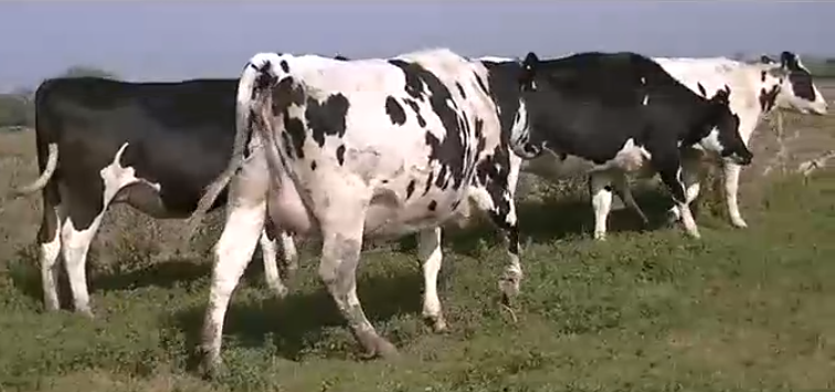 Lote 4 Vaquillonas en Esperanza, Santa Fe