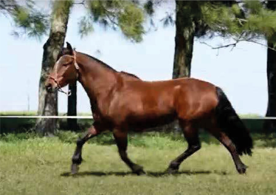 Lote El Gavilán Miss Bolivia (RP 418) "Cañada El Gavilán"