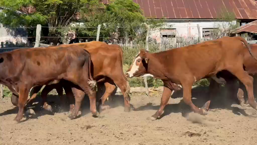 Lote 56 Novillitos en Corrientes, Mercedes