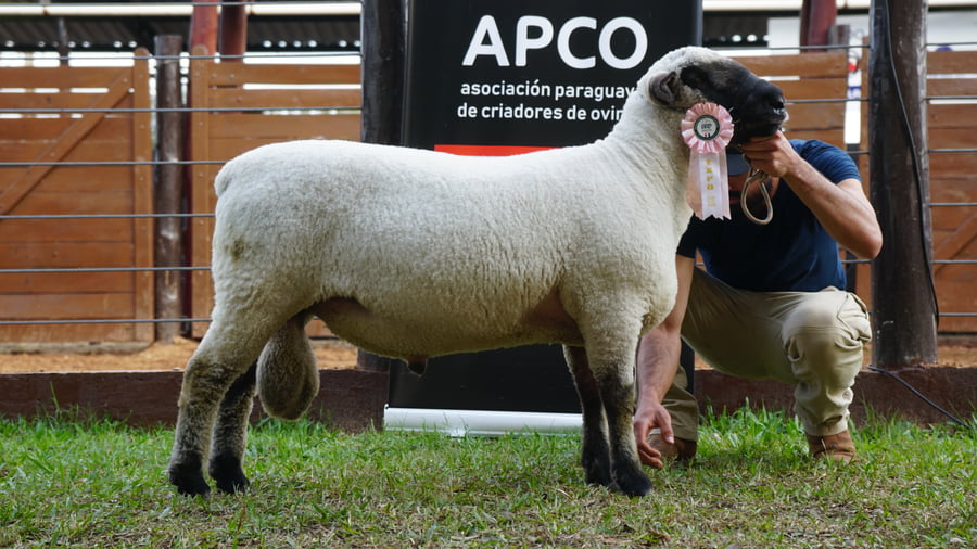 Lote Hampshire Down Expo Internacional 2022 - Lote 10