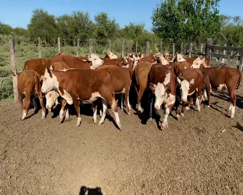 Lote 28 Terneras en Maciá, Entre Ríos