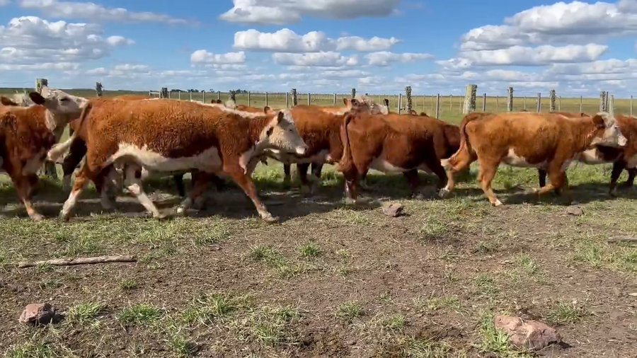 Lote Vacas Preñadas