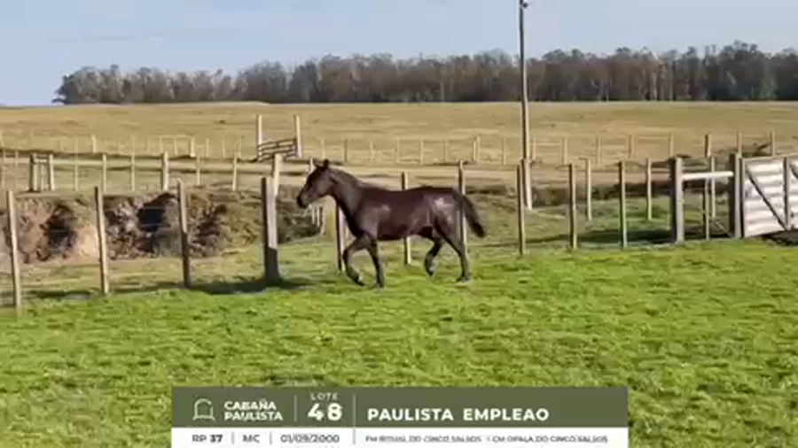 Lote PAULISTA EMPLEAO