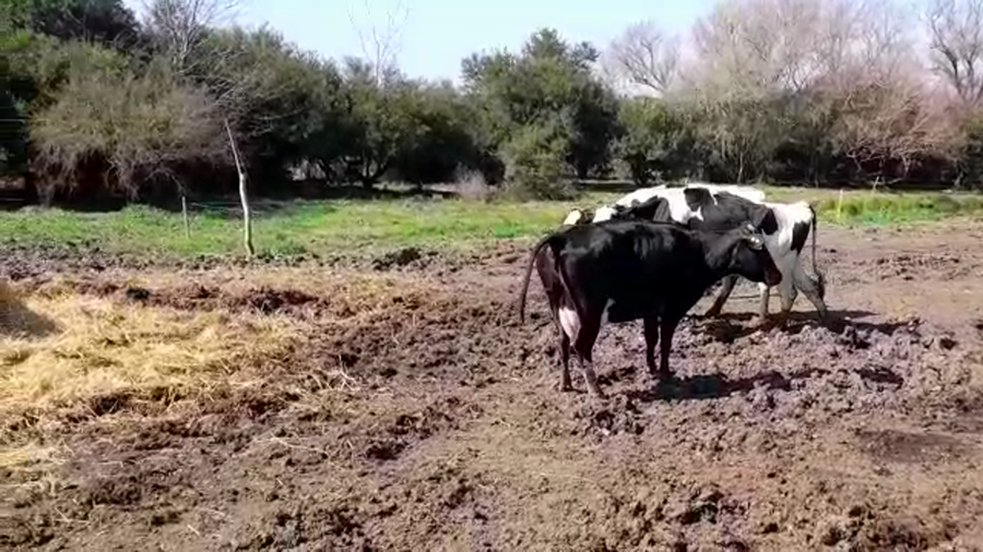 Lote (Vendido)3 Industria a remate en PANTALLA FEDERICO GARLAND 530kg - , San José