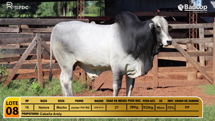 Lote Toros Nelore a remate en Jueves 29 de mayo- Remates PDC, San Pedro