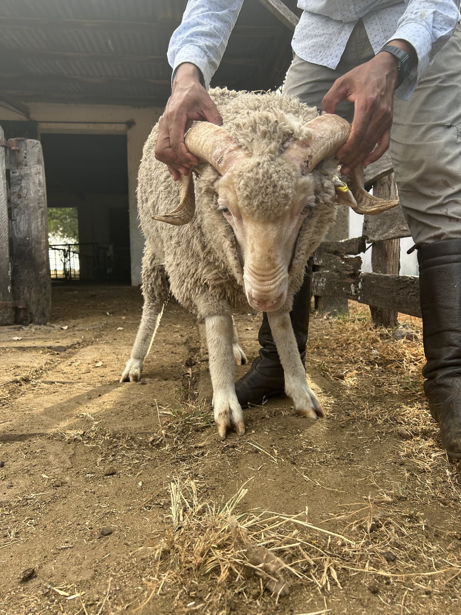Lote Borrego 2D (MO: Si)