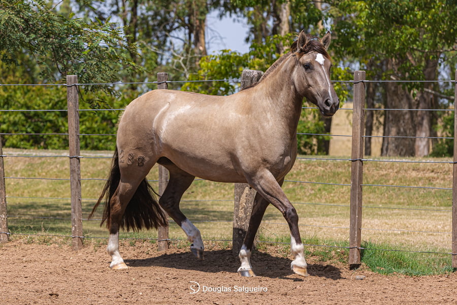 Lote NIEBLA DE LA COLINA