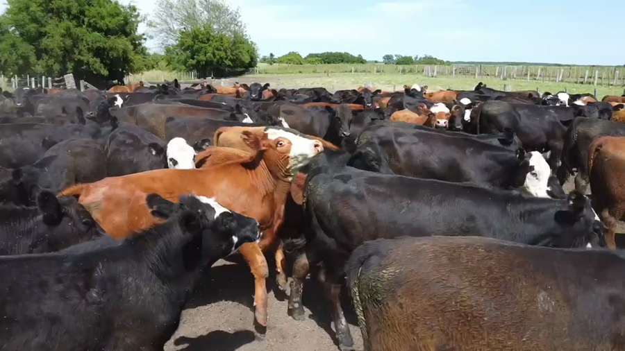 Lote 180 Novillos