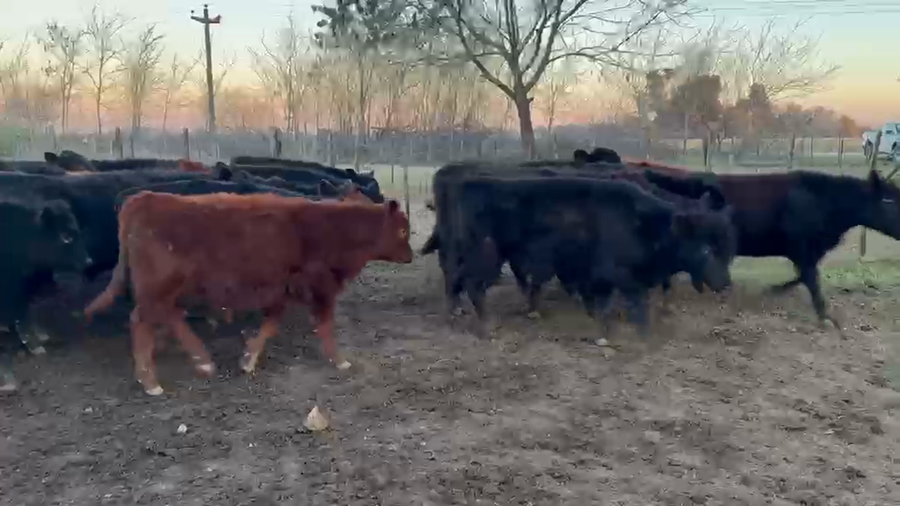 Lote 70 Terneros