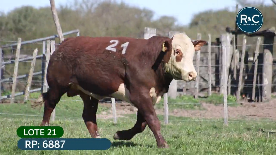 Lote Toros señal 22
