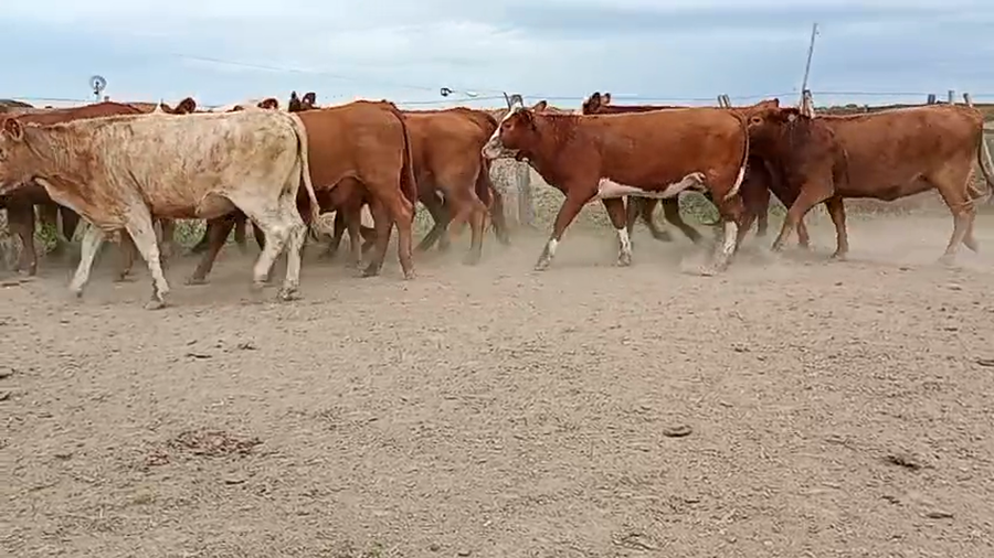 Lote 23 Vaquillonas preñadas Coloradas y Pampas coloradas en Calchaquí, Santa Fe