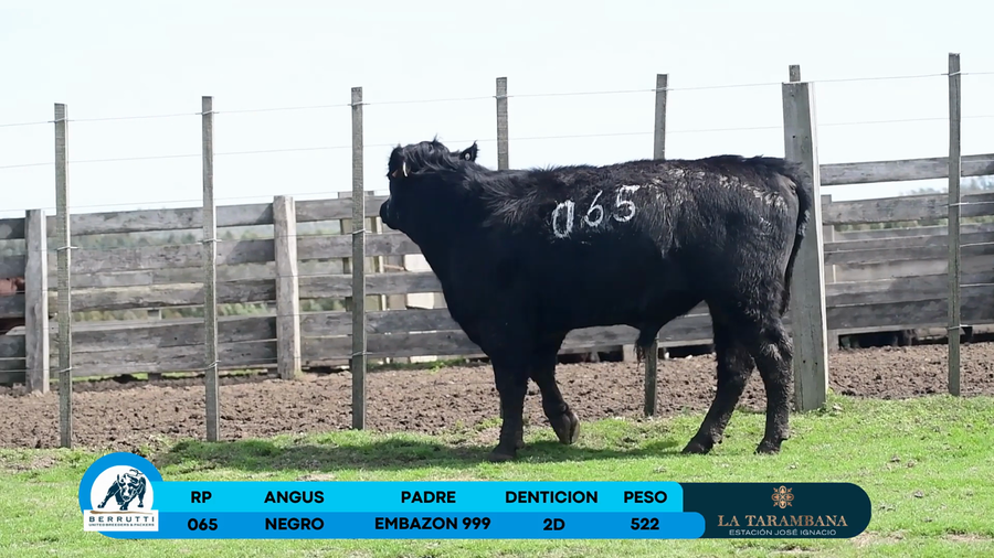 Lote Toro