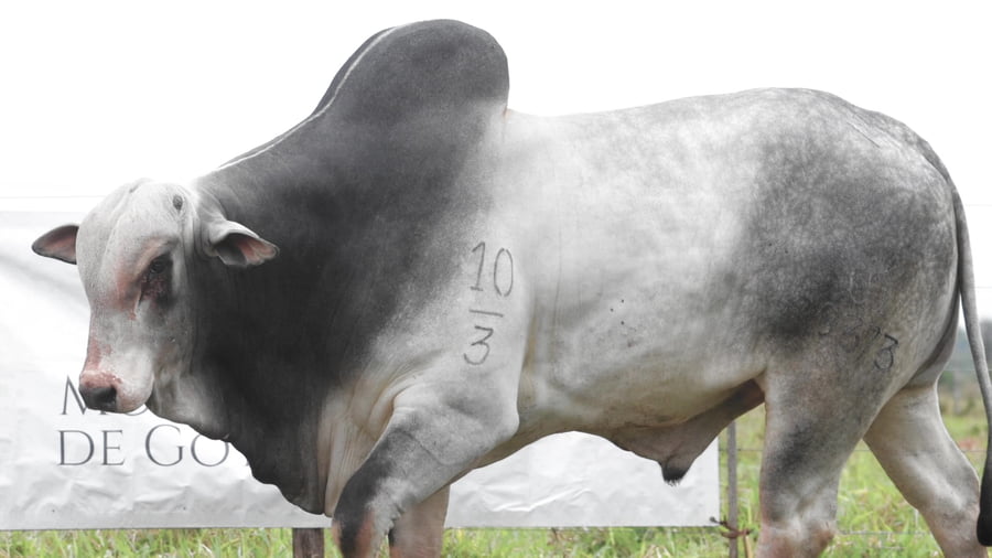 Lote LOTE 81