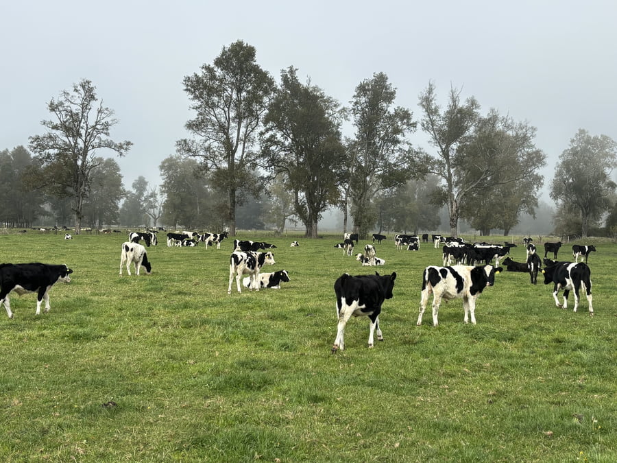Lote 70 Ternero en Río Bueno, XIV Región Los Ríos