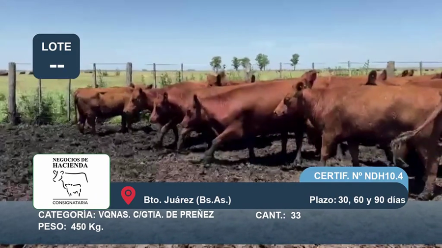 Lote 33 Vaquillonas C/ gtia de preñez en Buenos Aires, Benito Juárez