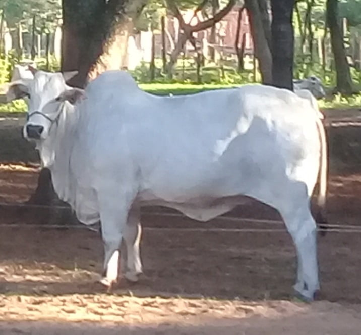 Lote PREÑEZ Nelore a Bozal Expo Internacional 2022 - Lote 6