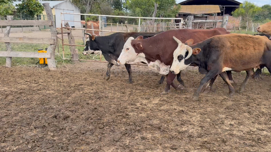 Lote 55 Vacas p/ invernar