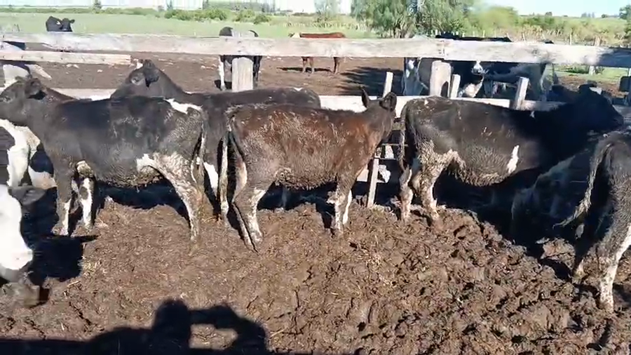 Lote 10 Terneros y Terneras a remate en Pantalla Camy - Aniversario 31 Años, San José