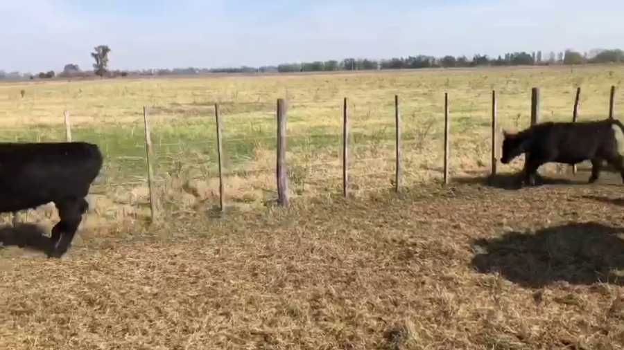 Lote 54 Terneros en Gral. Las Heras, Buenos Aires