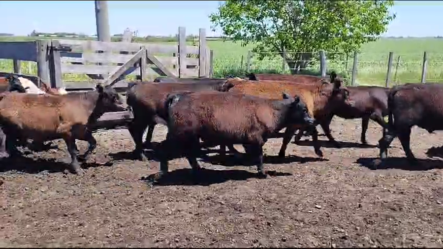 Lote 55 Terneros/as en Concepción del Uruguay, Entre Ríos