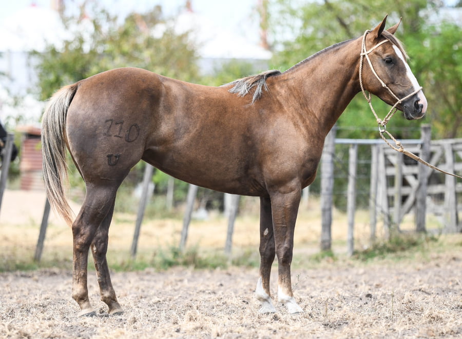 Lote ZINGARA ONLY CACH