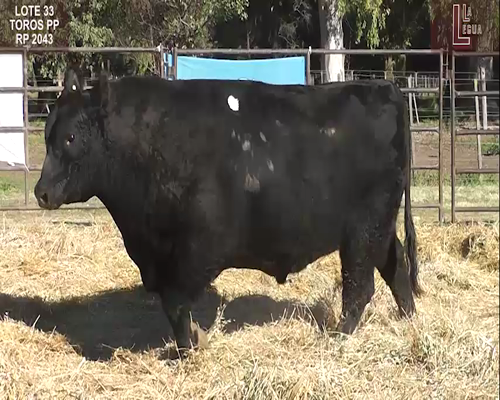 Lote TOROS  A. ANGUS PUROS DE PEDIGREE