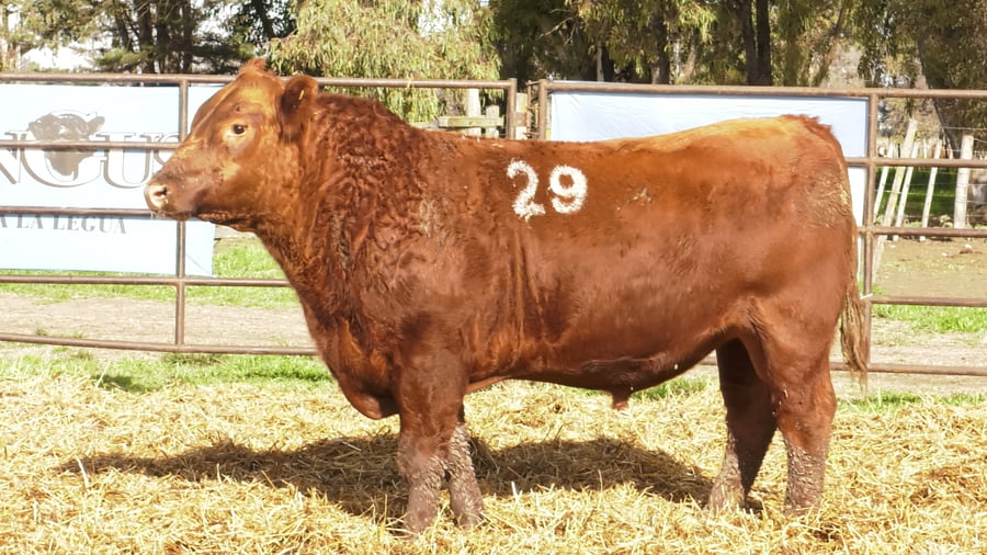 Lote TOROS ANGUS COLORADOS PC