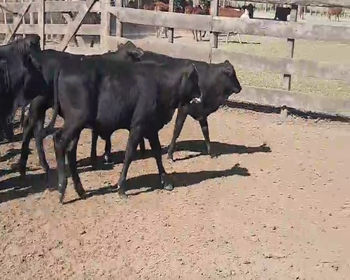 Lote 70 Terneras en Quimilí, Santiago del Estero